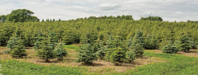 Expert offers Christmas tree tips